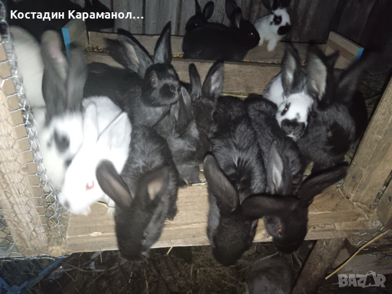 Малки зайчета , снимка 1