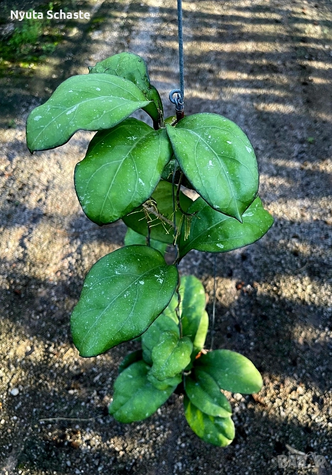 Хоя. Hoya AH-049 , снимка 1