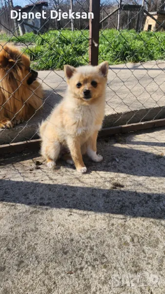 Продавам немски шпиц, снимка 1