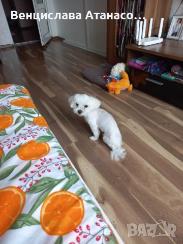 МАЛТИЙСКА БОЛОНКА