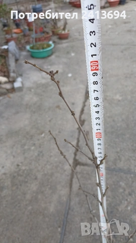 Hibiscus syriacus 'Duc de Brabant'  дървовидна ружа, снимка 3 - Градински цветя и растения - 53757456