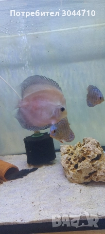 Продавам Дискуси, снимка 2 - Рибки - 52577117
