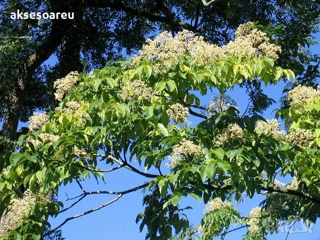 Продавам 400 висококачествени семена от медоносното дърво на пчеларя Еводия Даниели и разсад дръвчет, снимка 9 - Сортови семена и луковици - 49061583