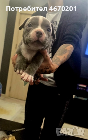 Американско Покет були, снимка 7 - Други - 52671780