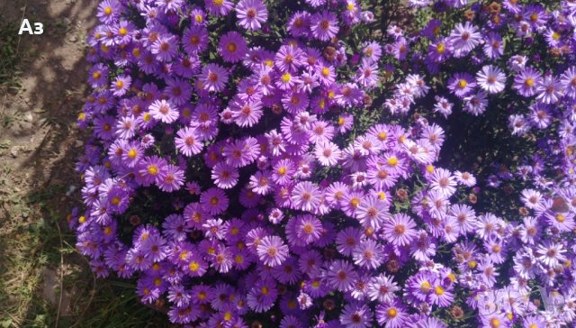 Цветя Астра алпийска – за лятно засаждане в градината, снимка 2 - Разсади - 41046622