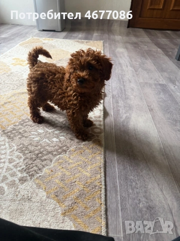 Toypudel женски на 3 месеца , снимка 5 - Пудели - 53204326