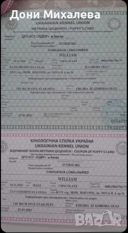 Мъжко дълго косместо чихуа хуа с родословие , снимка 4 - Чихуахуа - 48639223