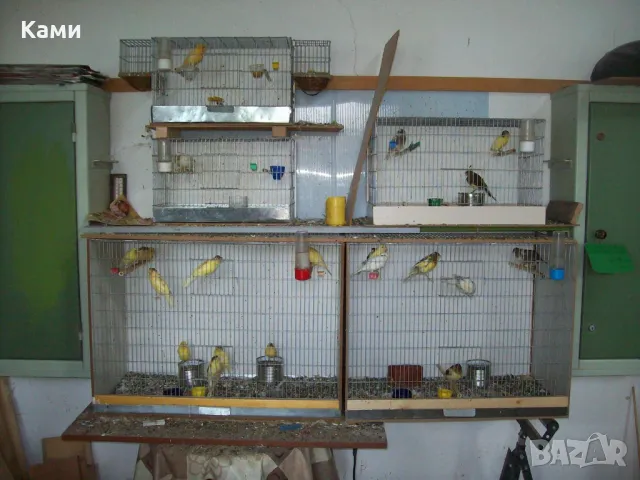 Канари женски и мъжки Орфей певци, снимка 2 - Канари - 49180939