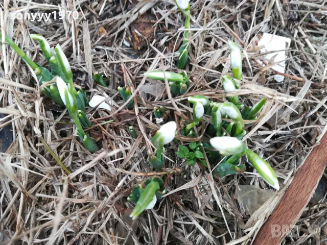 КОКИЧЕТА В САКСИЯ С ЛУКОВИЦИ И ПОЧВА 2025Г 2401251516, снимка 6 - Градински цветя и растения - 48812271