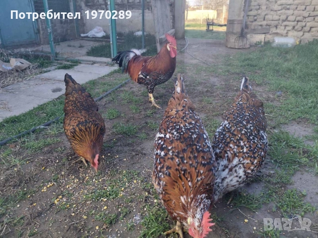 Легхорн, снимка 4 - други­ - 53586857