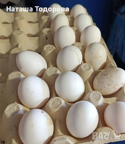 оплодени яйца от холандска носачка , снимка 2 - Кокошки и пуйки - 53837863