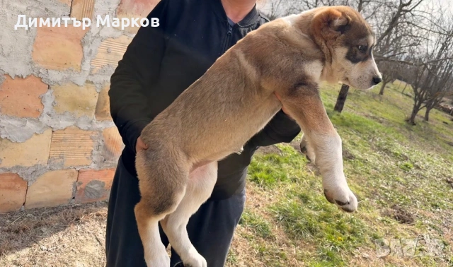 Кученца АЛАБАЙ(САО)