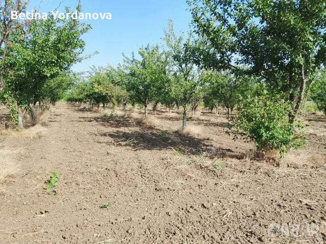 Продавам сливова овощна градина