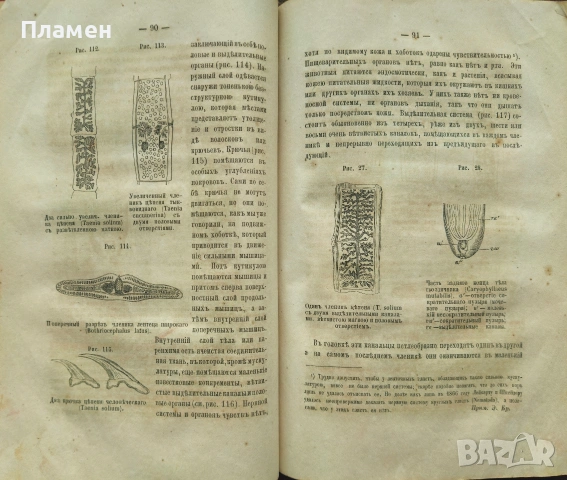 Животньiе паразитьi и болезни Э. К. Брандтъ /1873/, снимка 5 - Антикварни и старинни предмети - 53188537