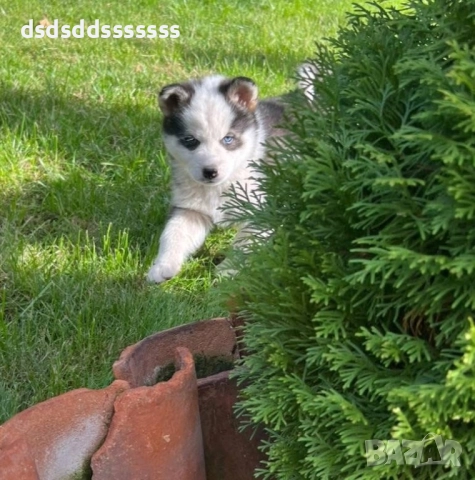 Продавам хъски , снимка 2 - Хъски - 52774296