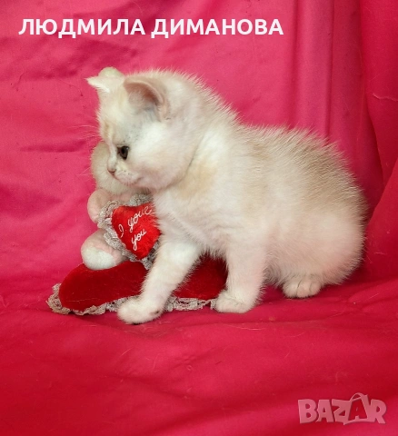 Шотландско мъжко. , снимка 4 - Британска късокосместа - 53768591