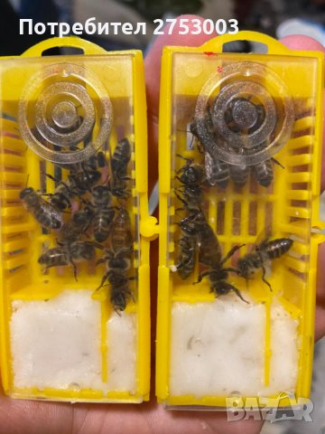 ОПЛОДЕНИ Пчелни майки със Записване - Карпатка и Карника - 2026 ЗАПИСВАНЕ, снимка 2 - За пчели - 40274783