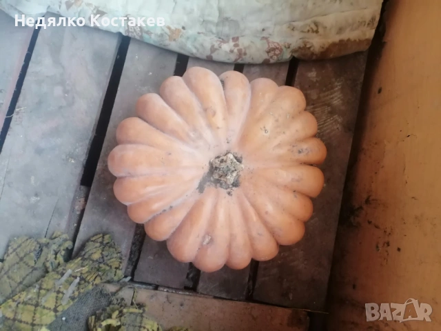 Семена за посев от тиква цигулка, френска мускатна и бяла тиква , снимка 3 - Сортови семена и луковици - 53702956