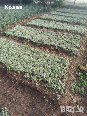  Продавам разсад Мурсалски чай -Приемам поръчки  за сезон 2026 година!