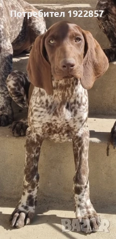 Курцхаар, снимка 1