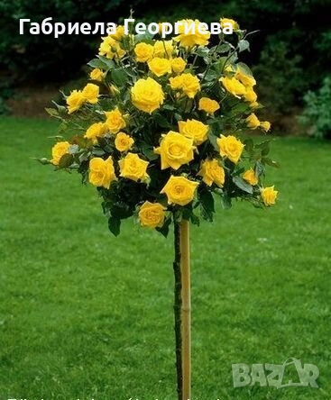 Щамбови рози, снимка 2 - Градински цветя и растения - 53595876