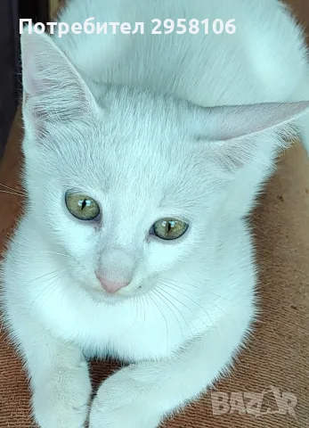 снежно бели котенца, 5мес.