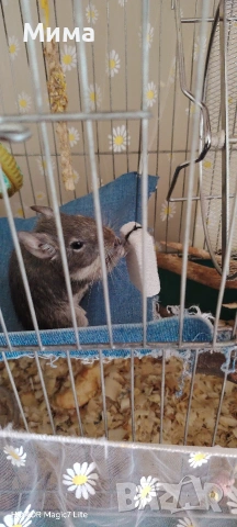 клетка за гризачи, снимка 2 - За гризачи - 53704859