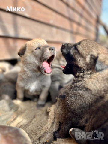 Чехословашки вълчак - Кангал
