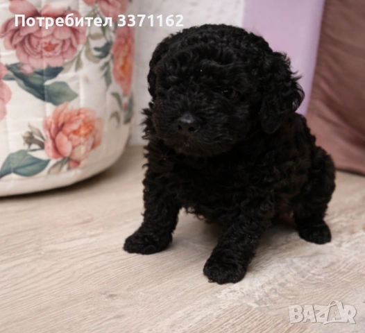 пудел, снимка 2 - Пудели - 53709923