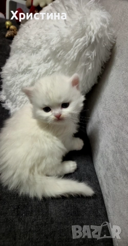 Бяло британско коте , снимка 5 - Британска късокосместа - 52835556