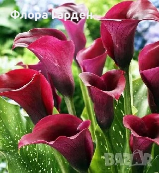 КАЛА, ГЛОКСИНИЯ - Грудки - ПРЕДВАРИТЕЛНИ ПОРЪЧКИ