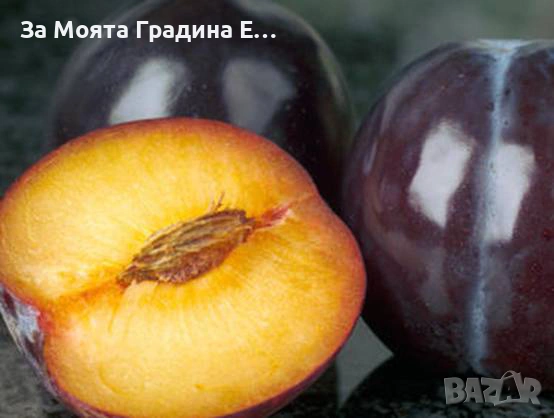 Слива - Пламкот (Кайсия-слива хибрид) 