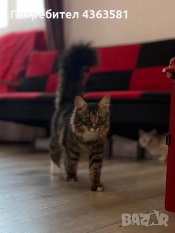 Млад мъжки котарак тип Мейн Кун – социален и любвеобилен