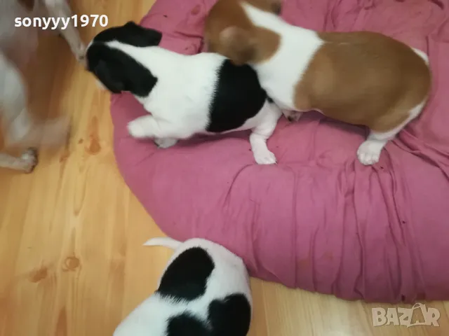 ДЖАК РЪСЕЛ БЕБЕТА 2025-ТА 3001251931, снимка 17 - Джак ръсел териер - 48897880