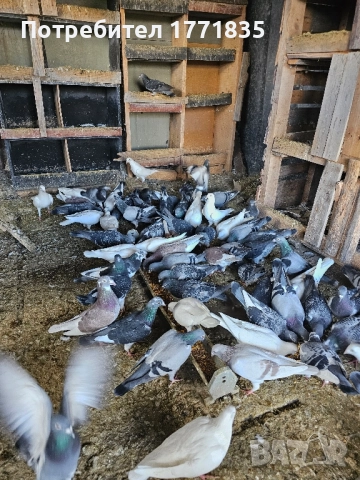 продавам гълъби на куп, снимка 14 - Гълъби - 49424583