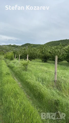 Продавам черешова градина, снимка 5 - Земеделска земя - 55944709