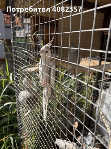 Папагал “Корели “🦜, снимка 4 - Папагали - 56214731