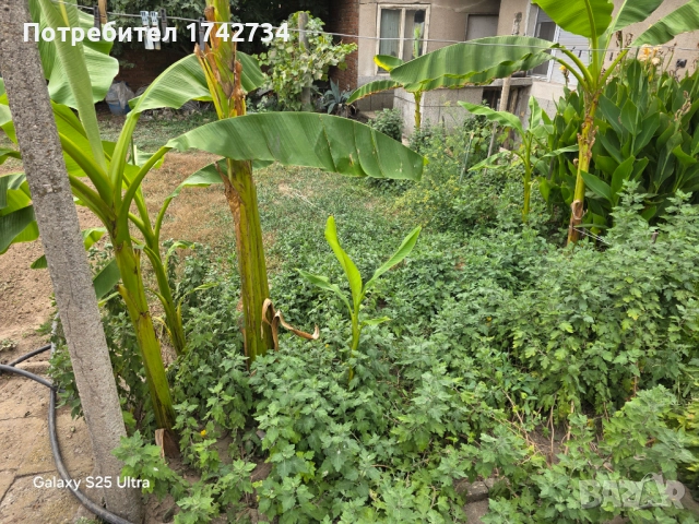 бананови палми Муса Баджо, снимка 2 - Градински цветя и растения - 51751129