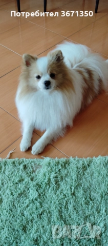 Куче за разплод 