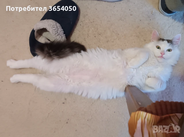 Сибирски ангорец с хигиенни навици , снимка 5 - Ангорски - 53137766