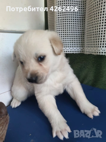 чистокръвни лабрадор ретривър, снимка 5 - Лабрадор ретривър - 53745338