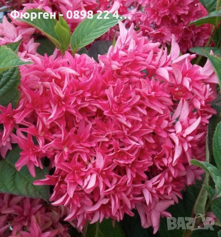 Хортензия Принцеса Даяна - Hydrangea princess Diana, снимка 4 - Разсади - 50962127