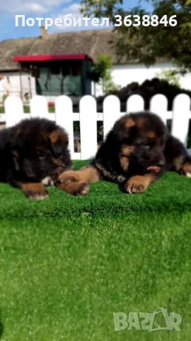 Немска овчарка, снимка 3 - Немска овчарка - 50099482