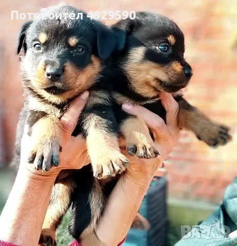 Продавам ротвайлери, снимка 16 - Ротвайлер - 55800276