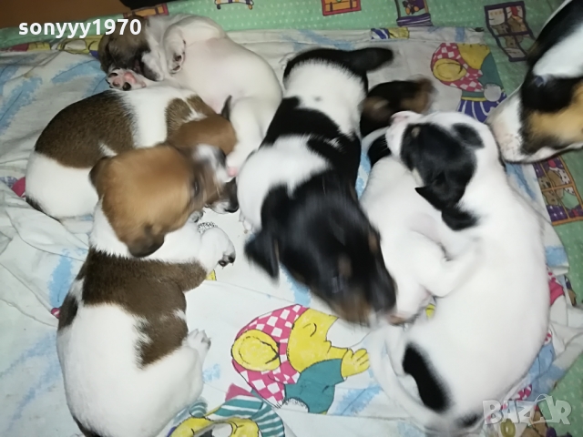 ДЖАКЧЕ-ЖЕНСКО 5 МЕСЕЦА БОНБОН 1103222003, снимка 8 - Джак ръсел териер - 36073476