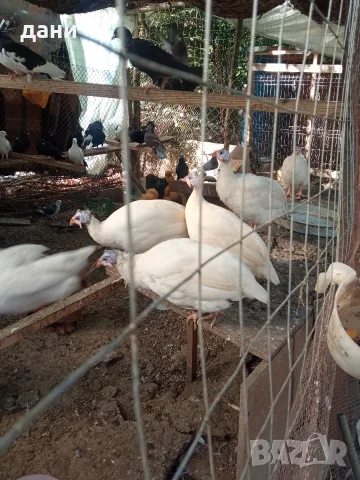 бели и сиви токачки 