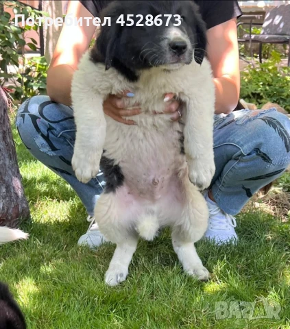 Продавам малки БОК, снимка 1