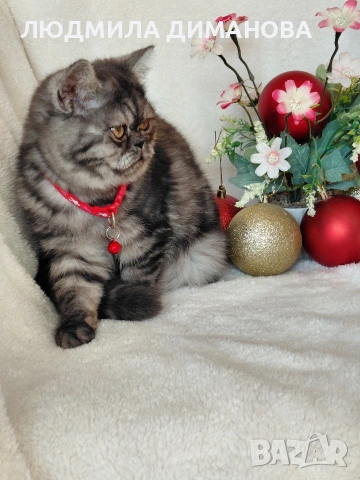 Екзотично момиче , снимка 3 - Персийска - 53129772