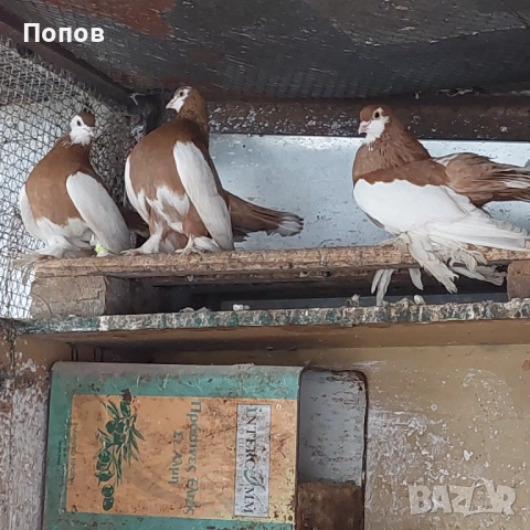 Продавам гълъби