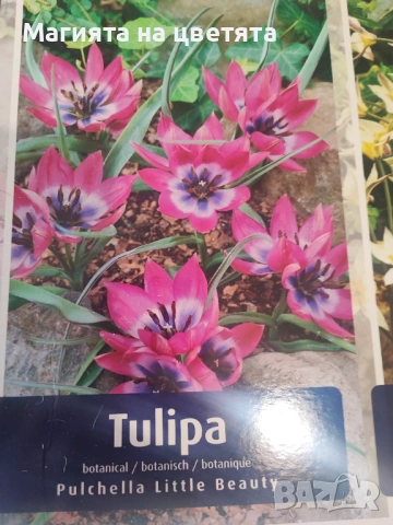 5 сорта луковици лалета-джуджета, снимка 3 - Градински цветя и растения - 53472853